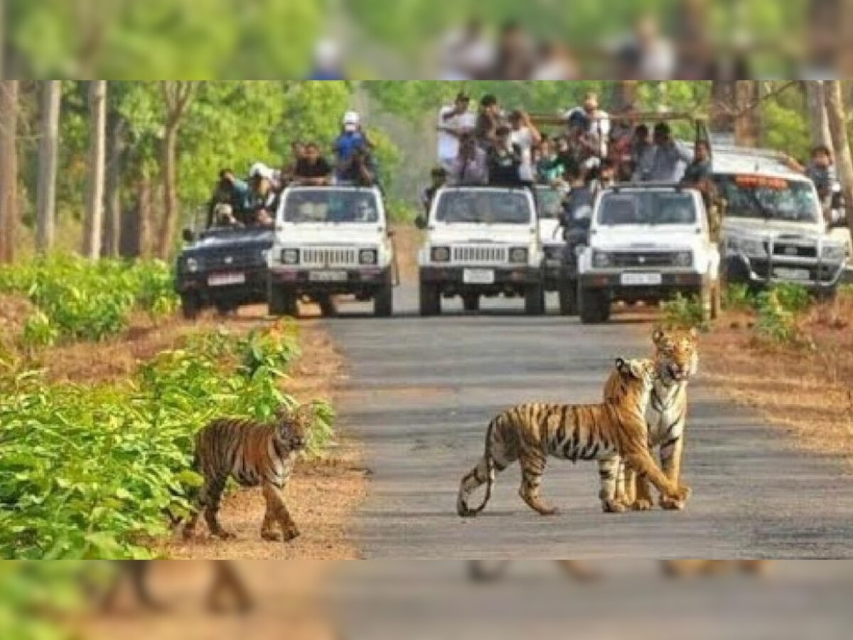 मध्यप्रदेश में इस आयोजन का समापन कान्हा टाइगर रिजर्व (Kanha Bandhvagarh Tiger Reserve) में हुआ. 
