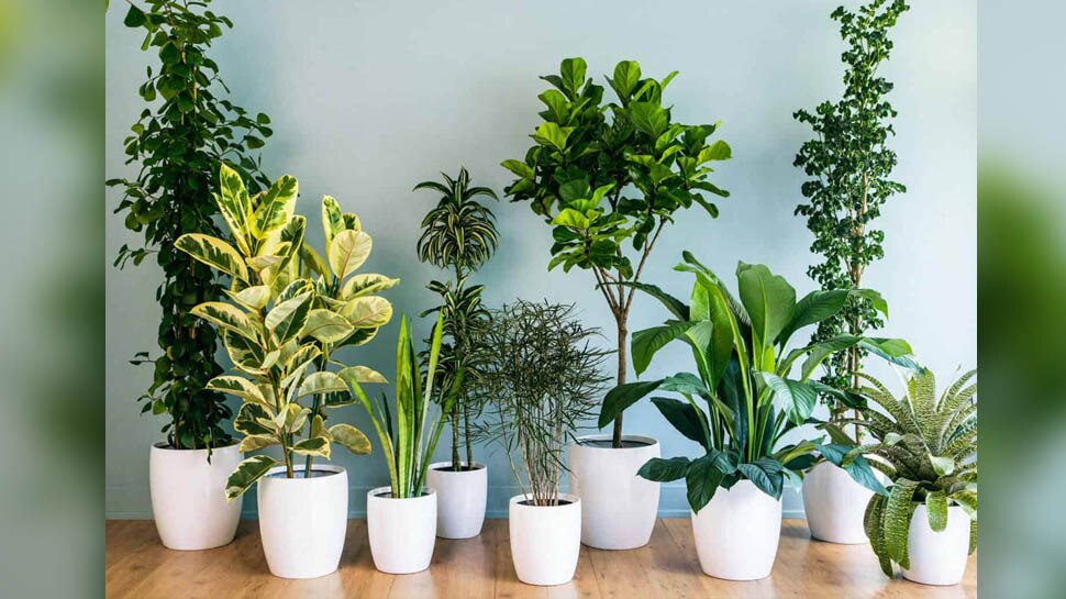 Low Light Houseplants that can survive without sunlight बिना धूप के