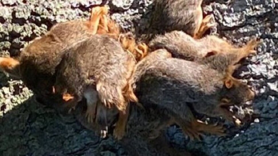 Weird News गिलहरी और उसके 7 बच्‍चों के पीछे घूम रही पुलिस, वजह जानकर हो जाएंगे इमोशनल Weird