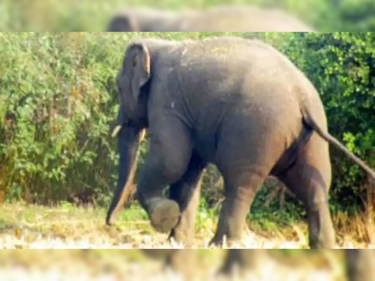  जंगली हाथियों ने चार लोगों को कुचला (फाइल फोटो) 