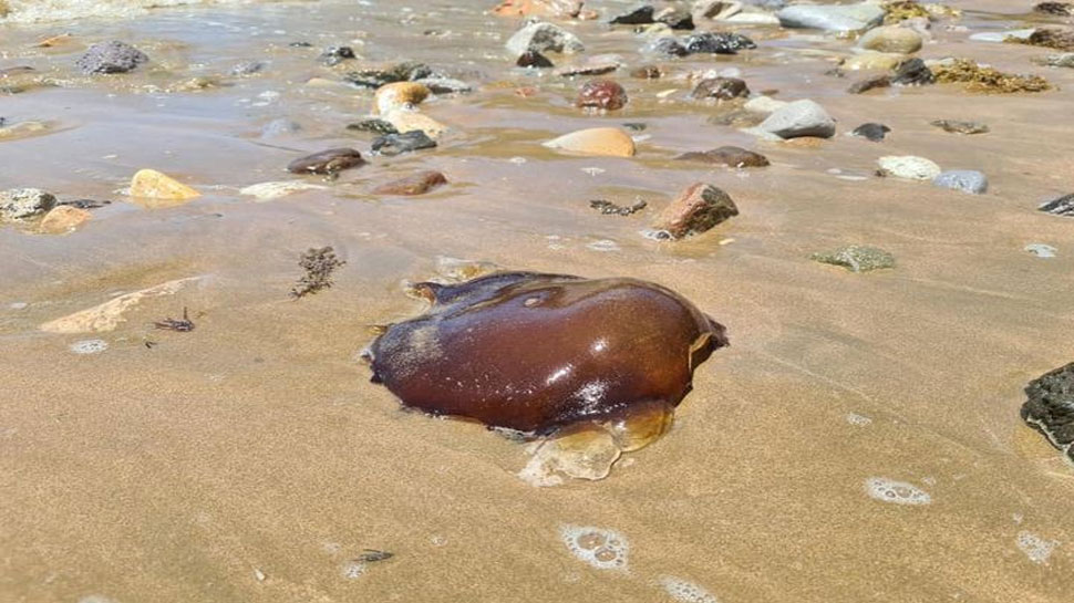 ऑस्ट्रेलिया में समुद्र तट पर देखा गया ये रहस्यमयी जीव, तस्वीरें हुई वायरल