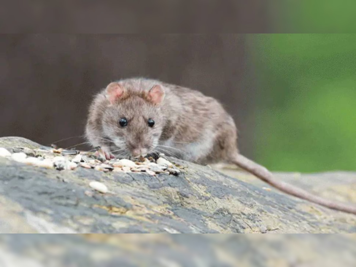 ब्यूबोनिक प्लेग की बीमारी पहले चूहों में शुरू होती है.