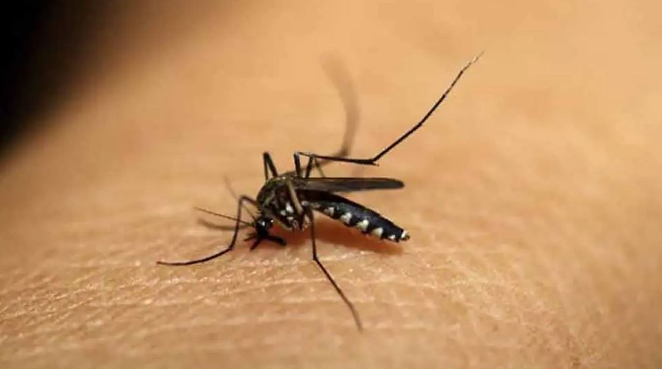 लखनऊ: डेंगू ने फिर पसारे पैर, गंभीर हालत में 6 मरीज अस्पताल में भर्ती