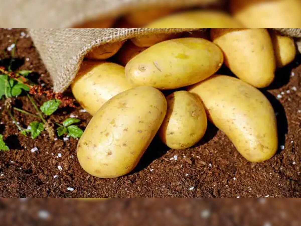 Negative Effects of Potatoes: इस तरह के आलू खाना बढ़ा देगा आपकी परेशानी, इन बीमारियों में तो बिल्कुल न खाएं 