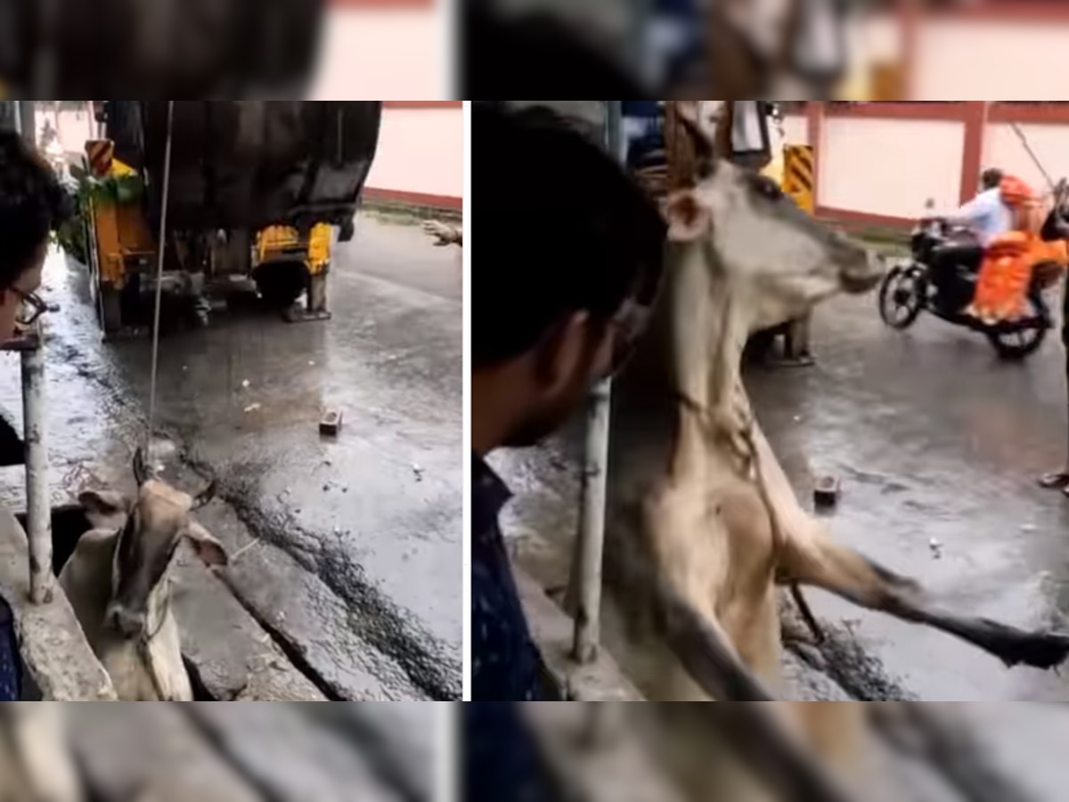 Viral Video: गहरे नाले में जाकर फंस गई गाय, बचाने के लिए मंगानी पड़ गई JCB मशीन और फिर