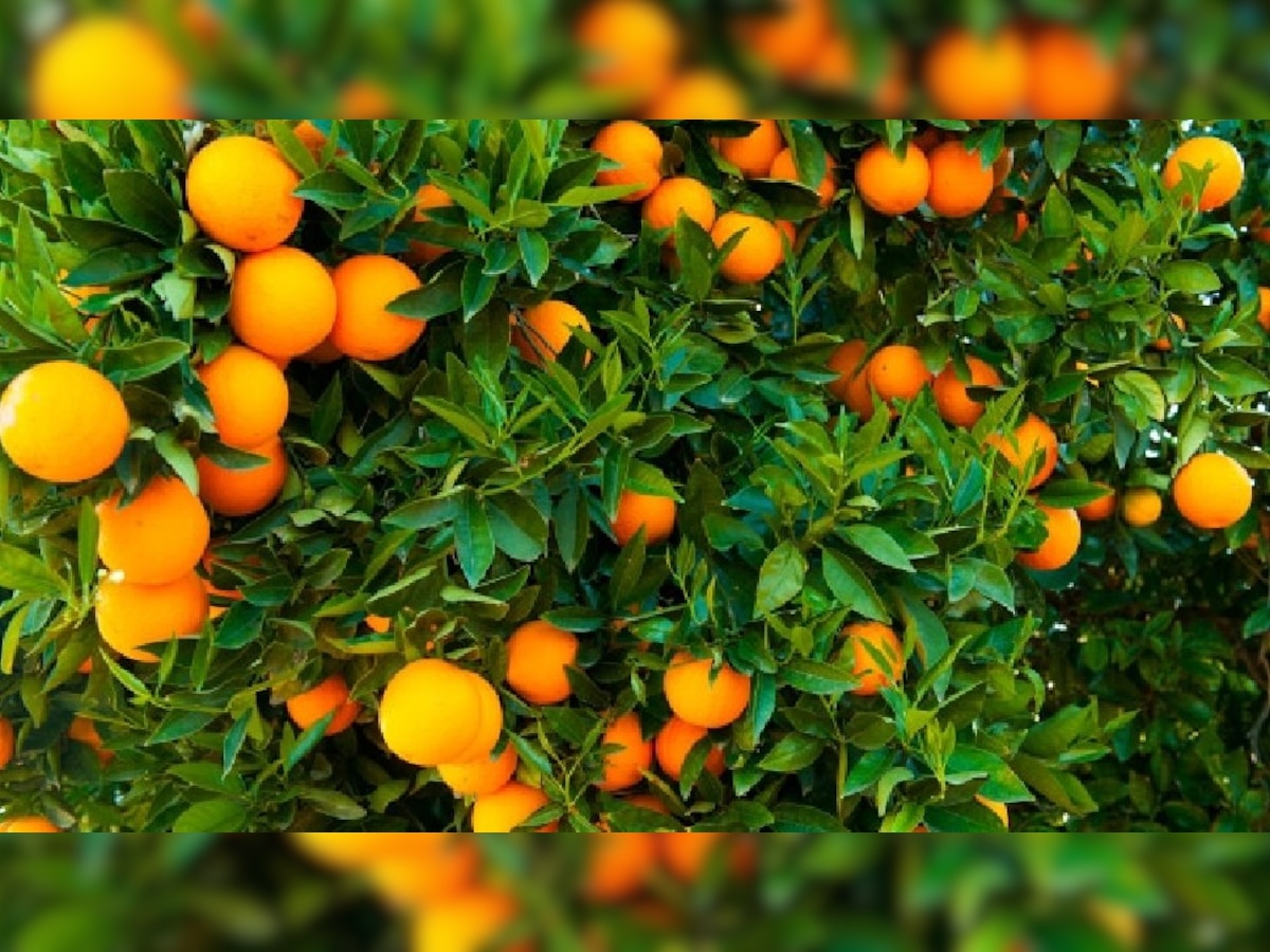 संतरों की खेती से किसान अच्छा मुनाफा कमा सकते हैं
