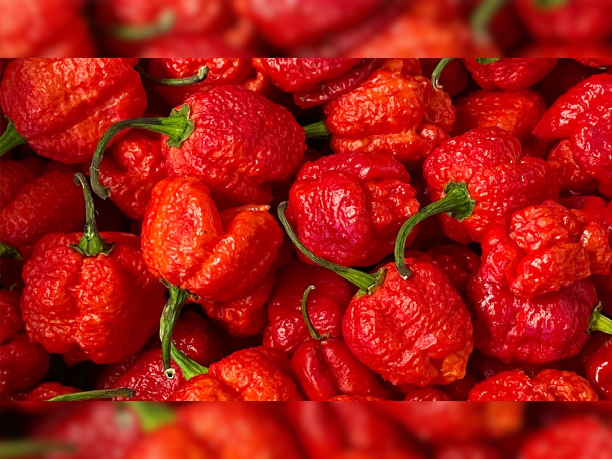 carolina reaper is the worlds hottest chili the name of the eater will