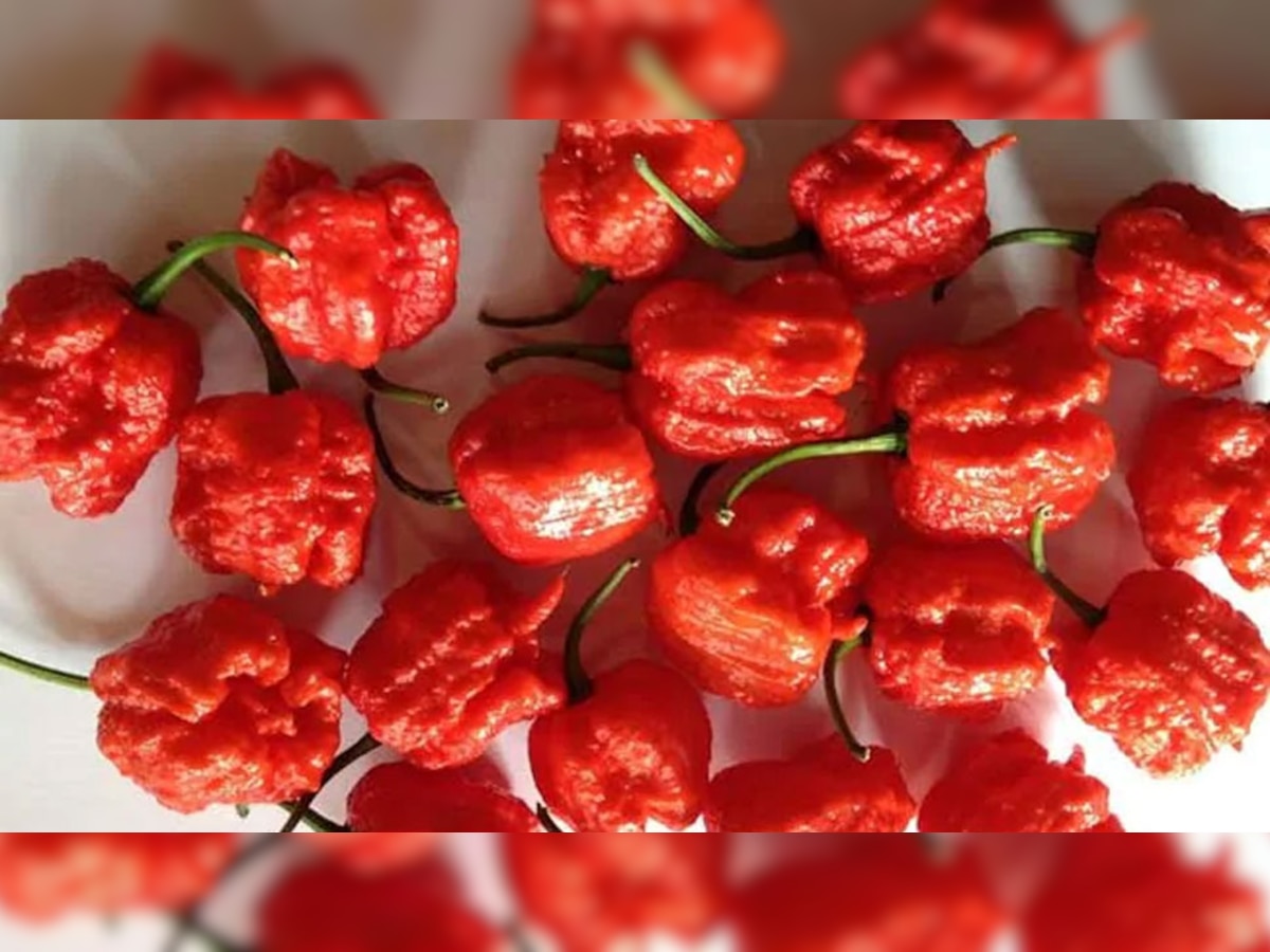 carolina reaper is the worlds hottest chili the name of the eater will