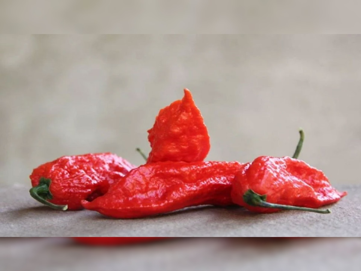 carolina reaper is the worlds hottest chili the name of the eater will