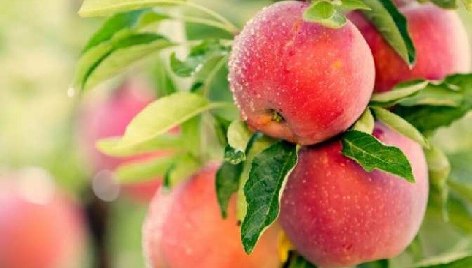 Benefits of eating apple: ਰੋਜ਼ਾਨਾ ਖਾਓ 1 ਸੇਬ, ਭੱਜ ਜਾਣਗੀਆਂ ਬਿਮਾਰੀਆਂ