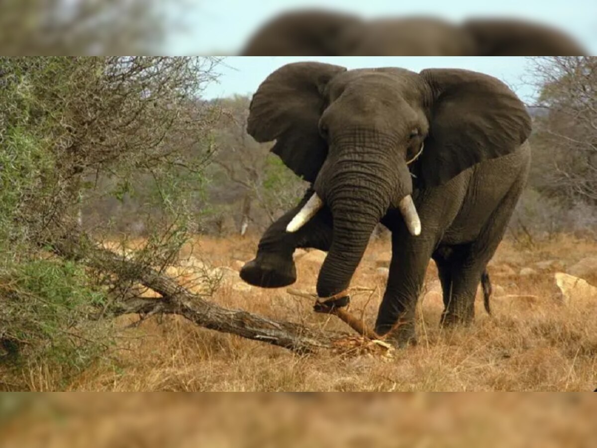गिरिडीह में झुंड से बिछड़े हाथी का आतंक. (प्रतीकात्मक तस्वीर)