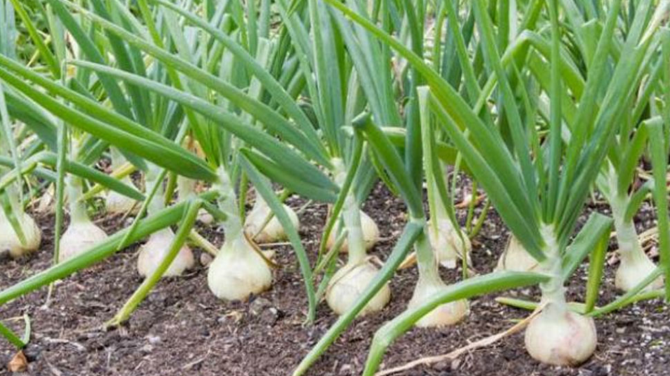 Garlic Farming: लहसुन की खेती का ये तरीका जान लें किसान, दोगुनी होगी फसल
