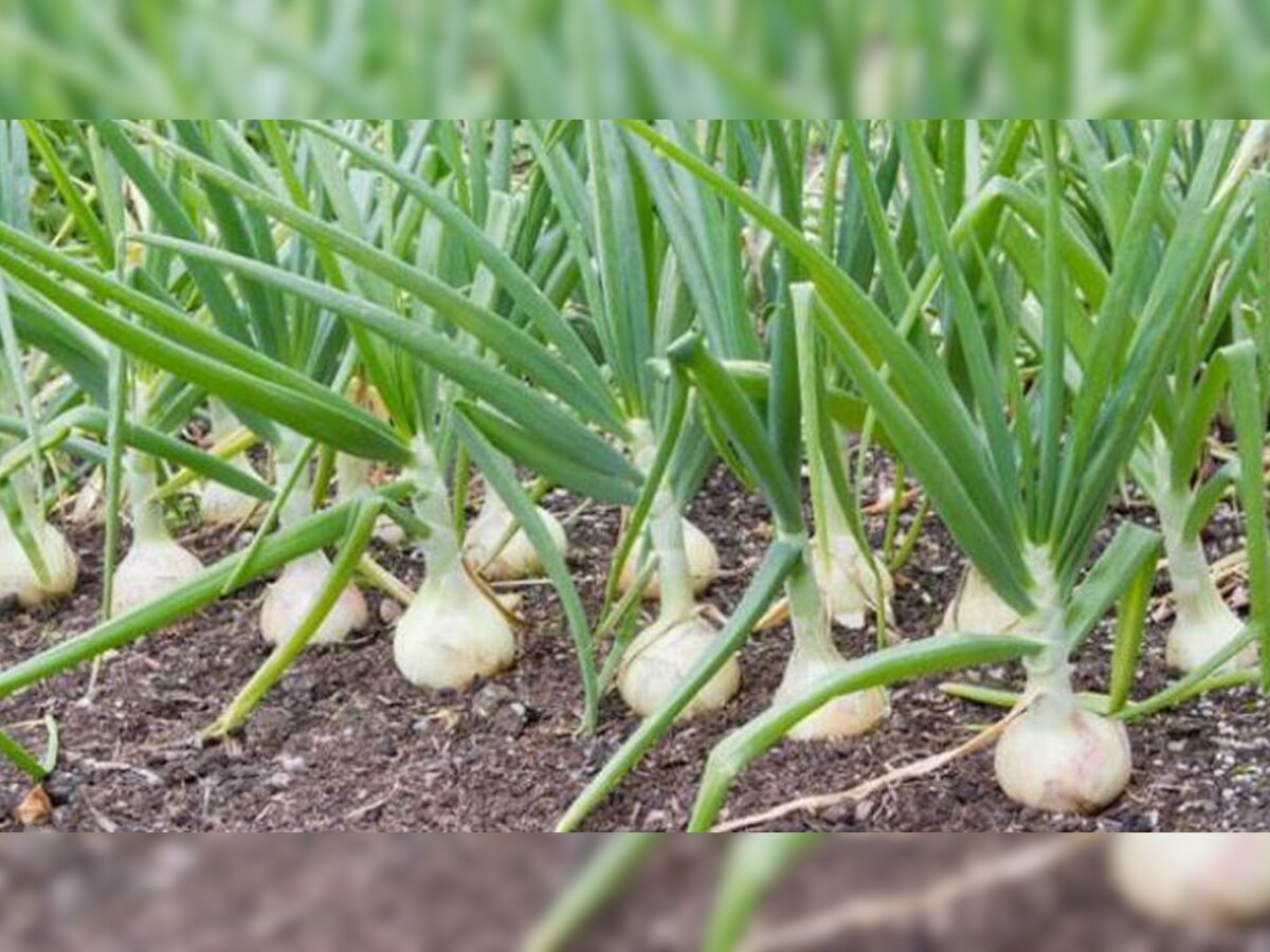 best Garlic Farming Farmers should know method of cultivation of garlic dvmp Garlic Farming