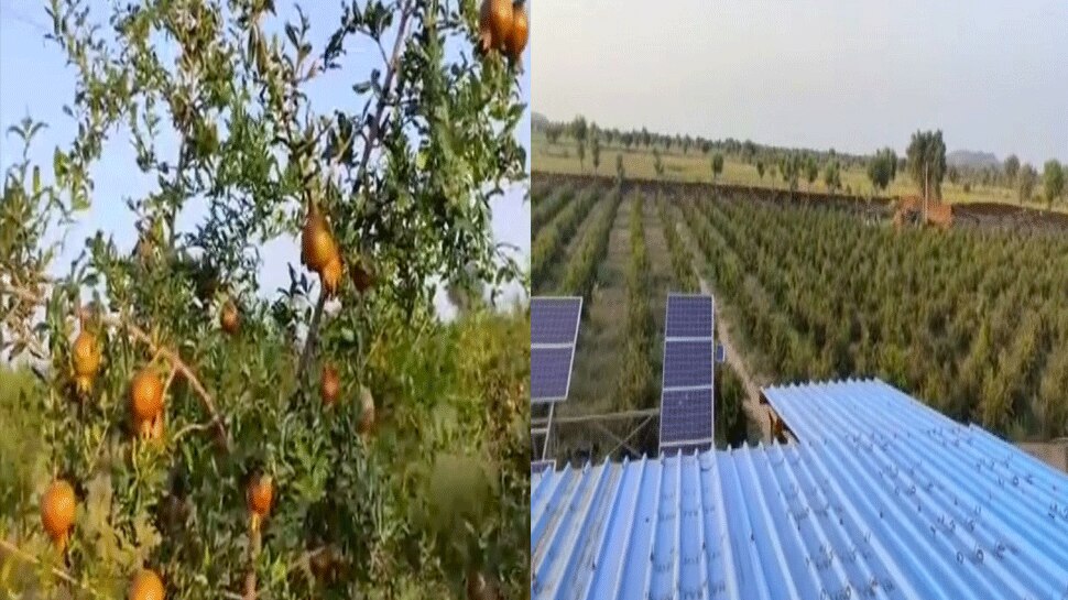 महिला किसान ने पनपाया 4 हेक्टर में अनार का बगीचा, आप भी ऐसा करके कमा सकते हैं लाखों