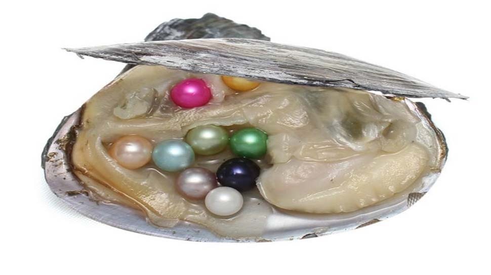 pearl-not-result-of-foreign-body-reaction-in-oysters-andaman-based