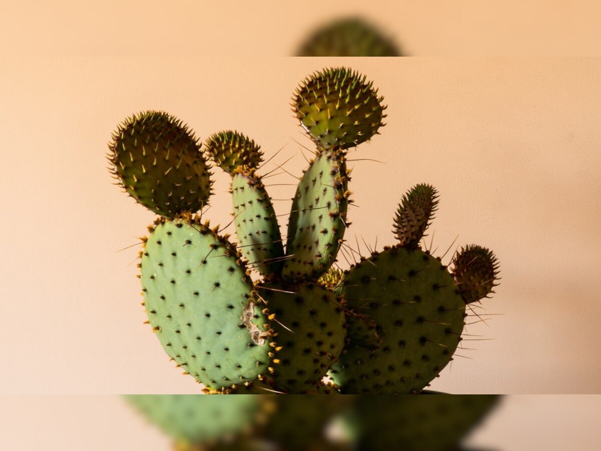 cactus gel benefits : सांकेतिक तस्वीर