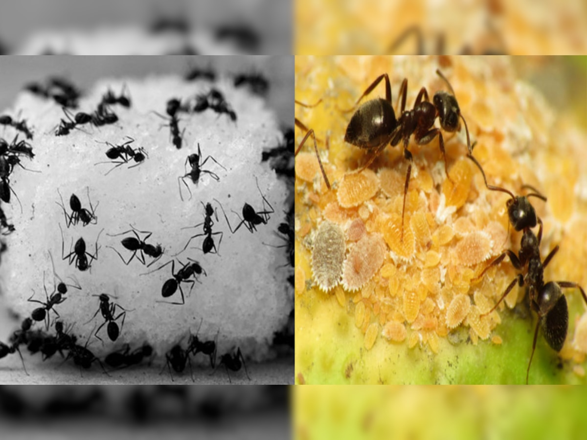 घर में चींटियां निकल रही हैं तो यह आपके जीवन में होने वाली किसी घटना का संकेत है...