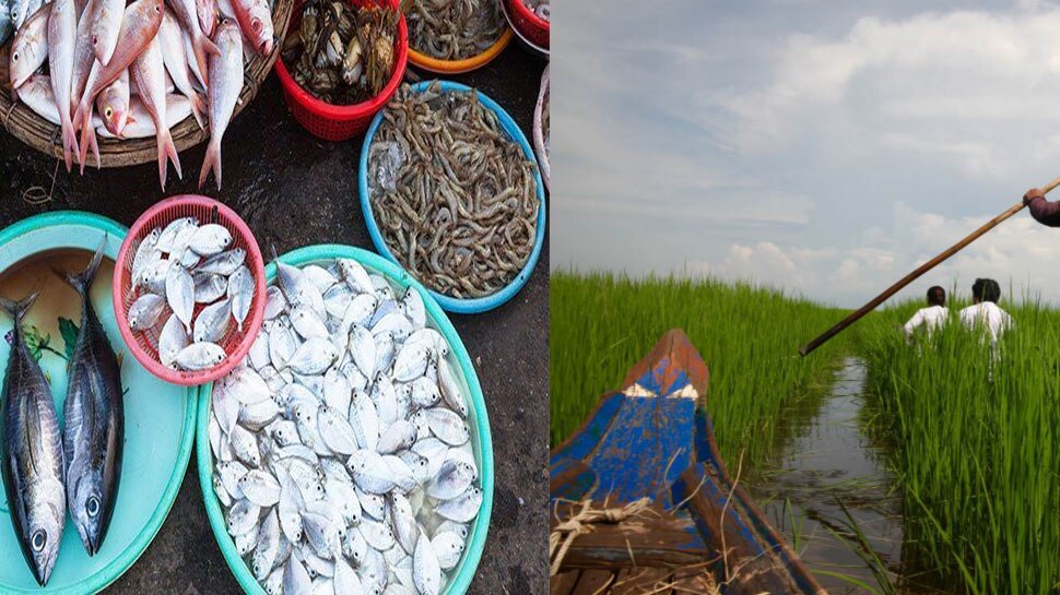 आसमान से टपकी मछलियां तो अनहोनी की आशंका से डर गए लोग, जानें फिर क्या हुआ