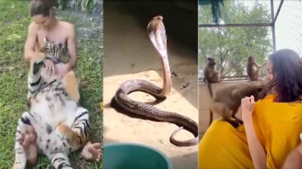 शेर की हंसी, सांप को करंट के झटके और लड़की के कपड़ों में घुसा बंदर, देखिए मजेदार Video