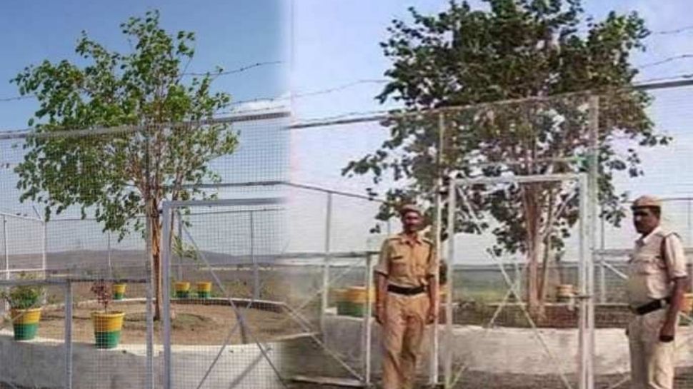 Madhya Pradesh: देश का VVIP Tree जिसकी सुरक्षा में 24 घंटे पुलिस रहती है तैनात, PM Modi के लिए भी है खास