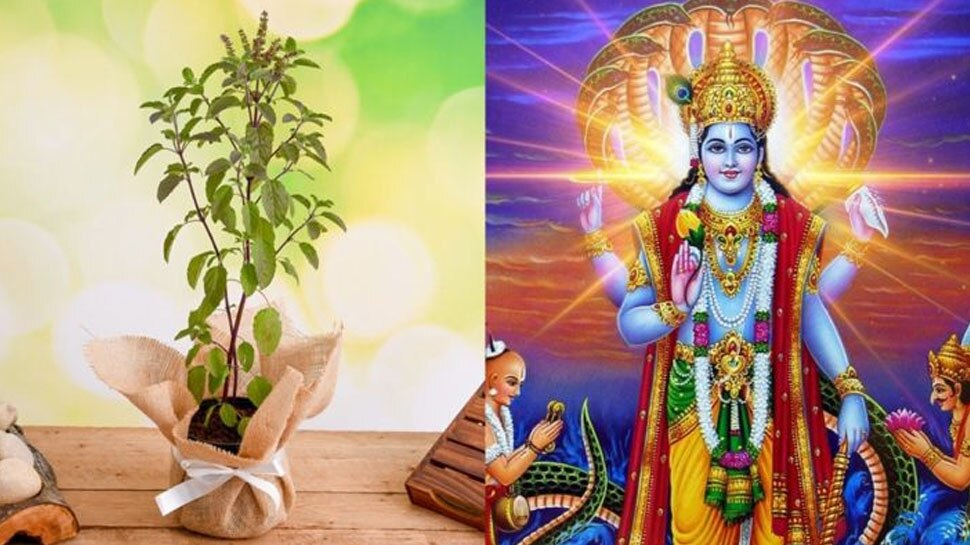 Kartik Month  2021: कार्तिक मास में जरूर कर लें तुलसी पूजा से जुड़े ये उपाय, खुशियों से भर जाएगा घर