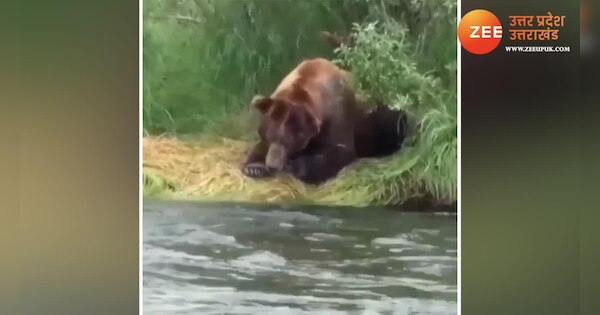 Shocking Viral Video Bhalu is very smart Bear First waits for fish then ...