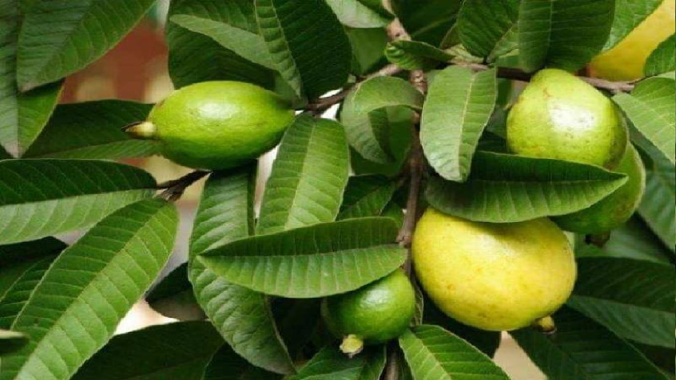 ଶୀତ ସମୟରେ ସଞ୍ଜିବନୀ ପାଲଟିବ ପିଜୁଳି ପତ୍ର, ରକ୍ଷା କରିବ ଏହି ସବୁ ରୋଗରୁ...