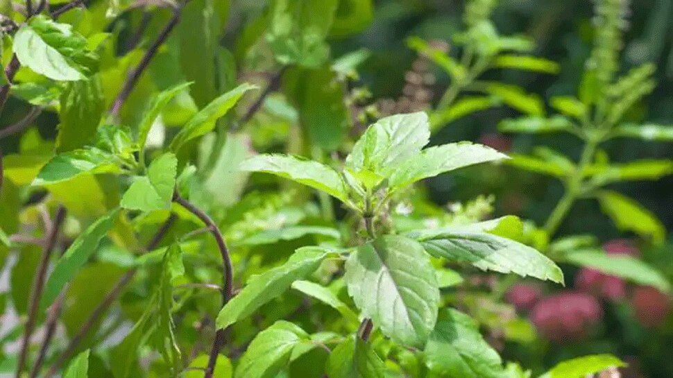 Kartik Month: आज से शुरू हो रहा है कार्तिक मास, इस विधि-विधान के साथ करें तुलसी की पूजा