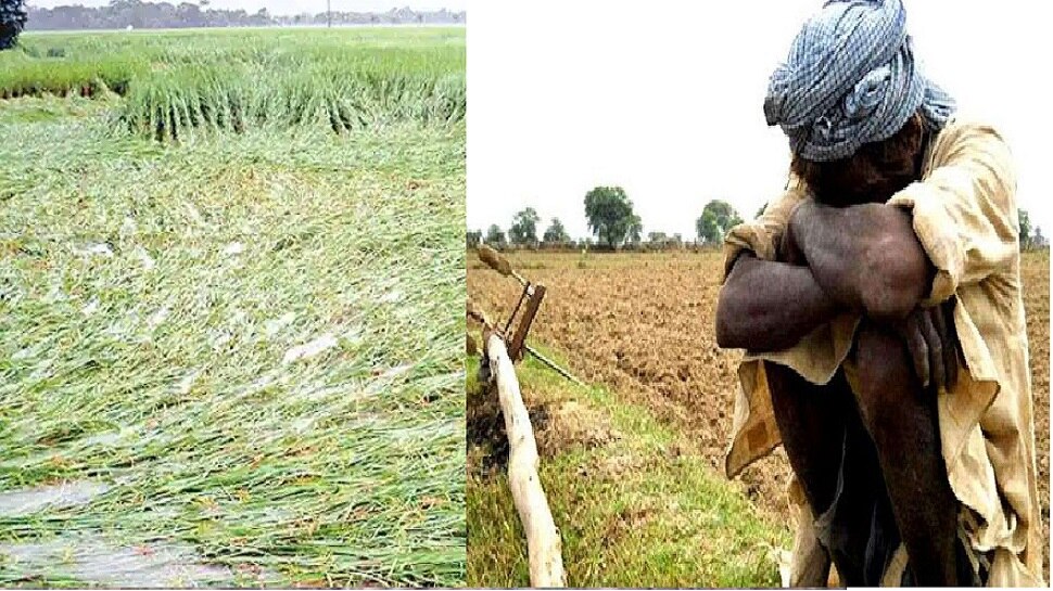 साहिबगंज में बारिश ने दी टेंशन! कई जगहों पर जलजमाव, फसलें हुई बर्बाद