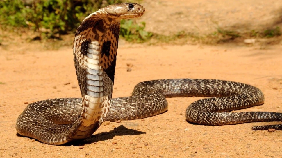 नागिन के कातिल की शिकायत लेकर थाने पहुंचा कोबरा, दरोगा के सामने कुंडली मारकर बैठा