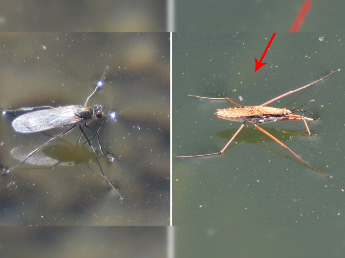 Knowledge Story Why do insects spiders not drown in water Knowing the