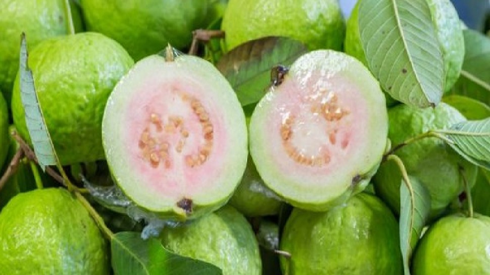 Benefits of guava fruit:ठंड के मौसम में इस वक्त खा लें 1 अमरूद, शरीर बन जाएगा ताकतवर, मिलेंगे यह गजब के फायदे Benefits of guava fruit:ठंड के मौसम में इस वक्त खा लें 1 अमरूद, शरीर बन जाएगा ताकतवर, मिलेंगे यह गजब के फायदे