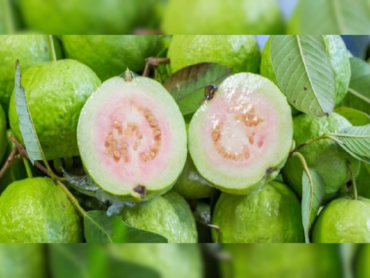  (Amazing benefits of consuming guava) 