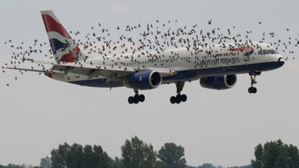 Bird Strike: विमान से क्यों टकराते हैं पक्षी? क्या हैं इससे बचने के उपाय? जानें