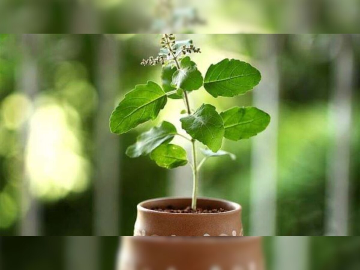 Start Basil Farming by investing only 15 thousand rupees You will earn