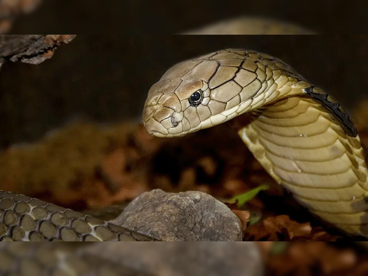 मंदबुद्धि शख्स को सांप से कटवाकर मार डाला