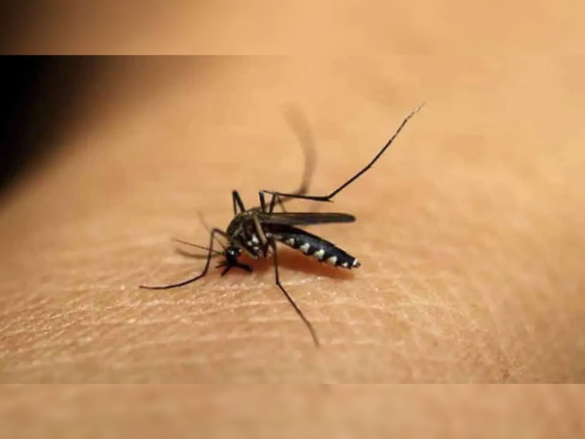 ये 3 घंटे सबसे ज्यादा एक्टिव रहते हैं डेंगू के मच्छर, जानें कैसे करें बचाव