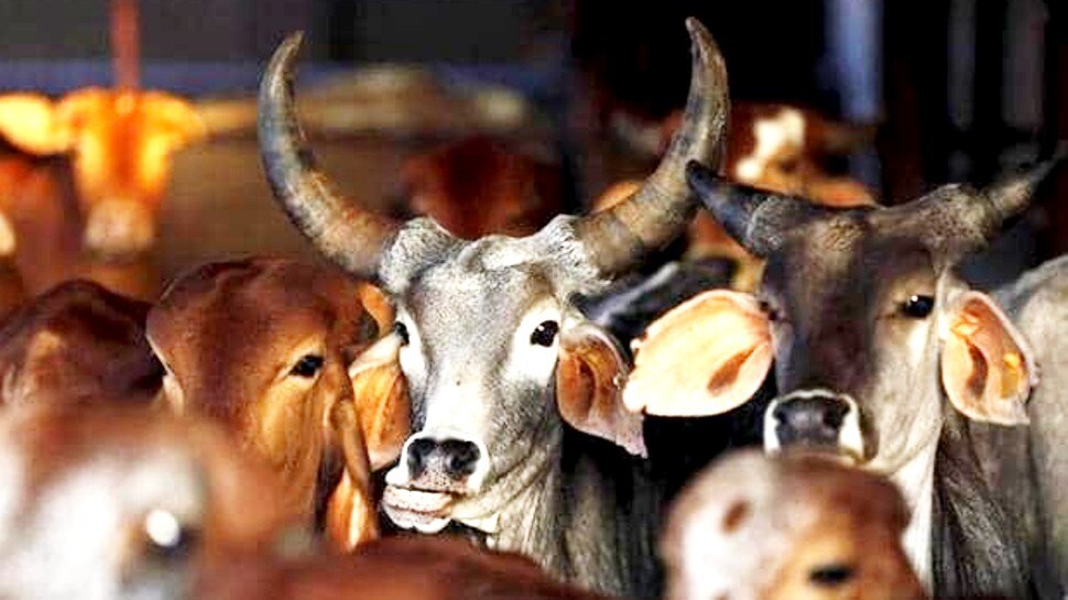 Diwali 2021 पर सभी मंदिरों में होगा 'गोपूजन', कर्नाटक सरकार ने दिया आदेश