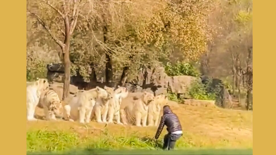 चीन के वाइल्ड लाइफ पार्क में सनकी शख्स का हंगामा, 11 बाघों के सामने कूदा, बजाई सीटी; जानें फिर क्या हुआ?