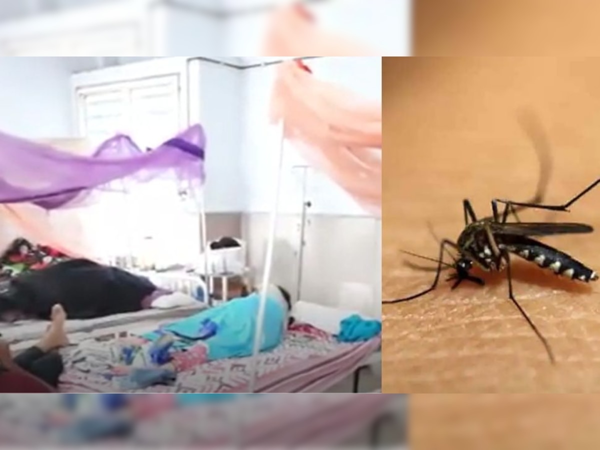 Dengue Cases In Madhya Pradesh