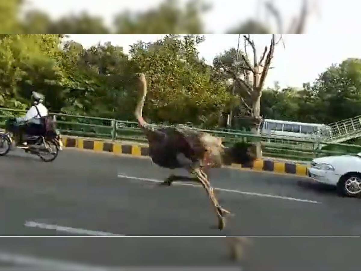 Viral Video: पाकिस्तान की सड़क पर अचानक दौड़ने लगा 'इतना बड़ा पक्षी', देखकर भागने लगे लोग
