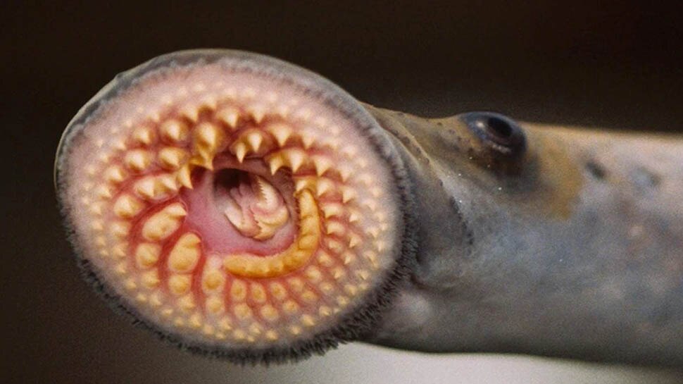Lamprey: 20 साल बाद मिला खून पीने वाला रहस्यमयी जीव, रोंगटे खड़ी करने वाली है स्टोरी