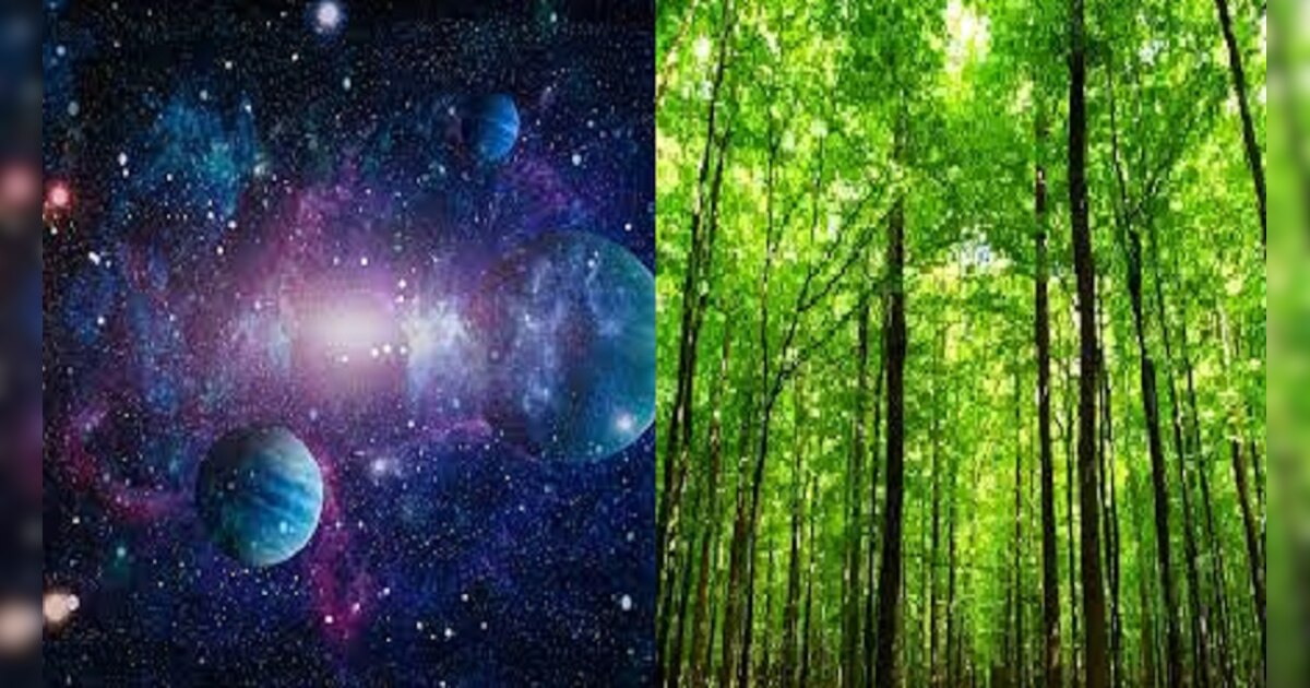 How Much Trees On Earth Knowledge News ଆକାଶରେ ତାରା ନା ପୃଥିବୀରେ ଗଛ ଅଧିକ? Hindi News, Odisha