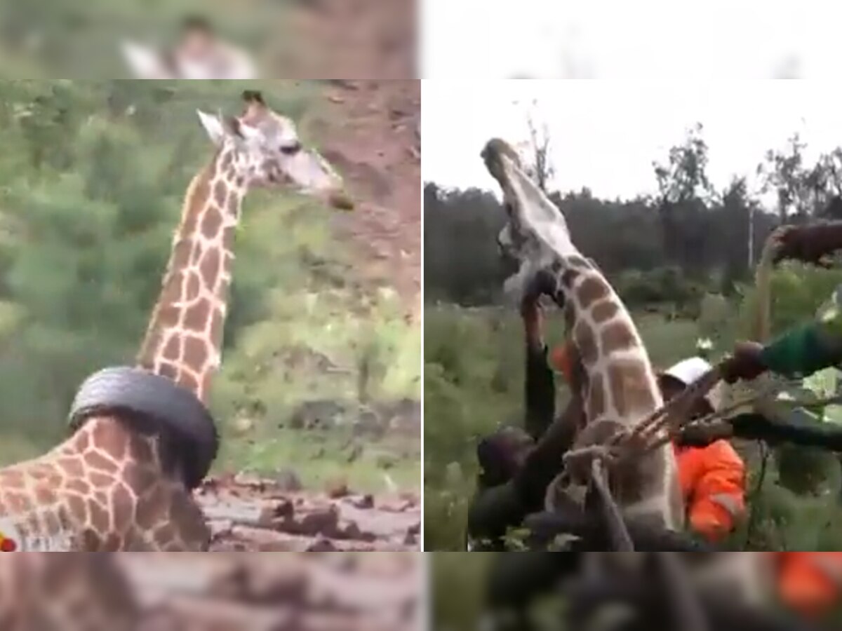 Viral Video Tyre Stuck In Giraffe Long Neck For A Year This Trick To Get Rid Of जिराफ की लंबी