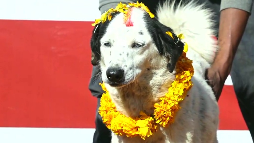 दिवाली: एक ऐसी जगह जहां होती है कुत्‍तों की पूजा, जमकर दी जाती है दावत
