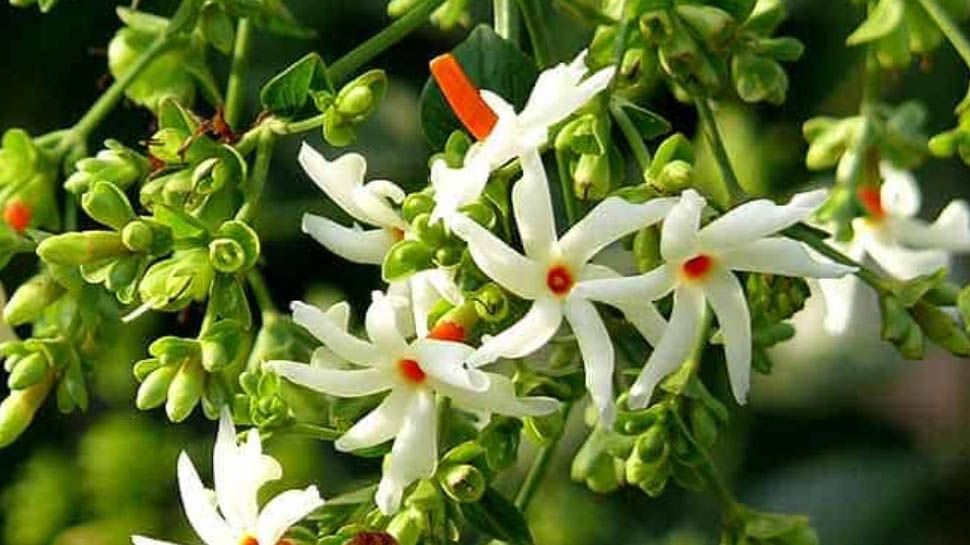 benefits-of-night-jasmine-raat-ki-rani-plant