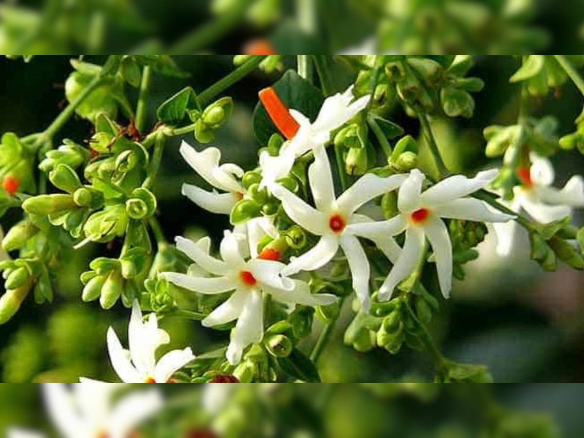 Night Jasmine Benefits: जानिए घर में क्यों लगाना चाहिए रात की रानी का पौधा, मिलेंगे ये 5 बड़े फायदे