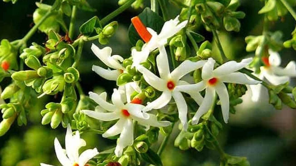 Benefits Of Night Jasmine Raat Ki Rani Plant 