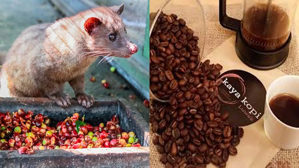The worlds most expensive coffee is made from animal poop जिस चीज से