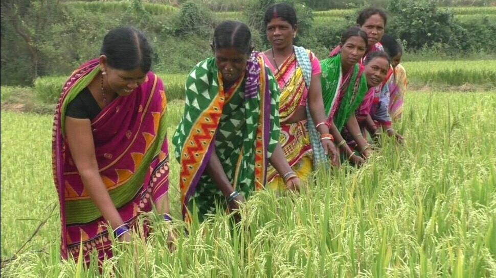 Basmati Rice Farming Paralakhemundi ITDA Mission Livelihood Indigenous
